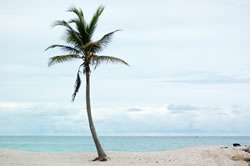 Cocotier sur une plage de Marie-Galante